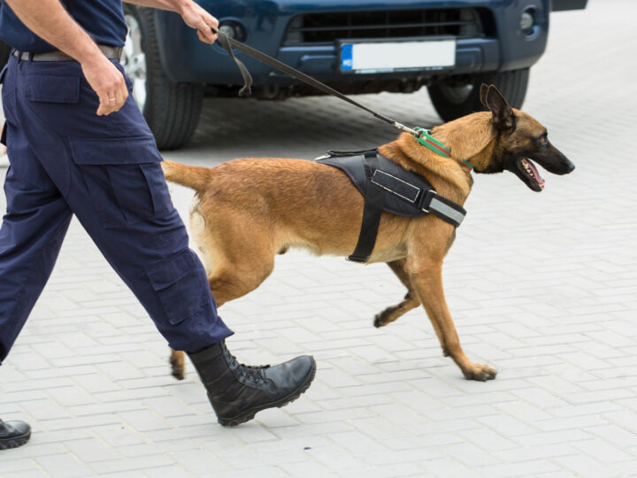 Nowy czworonożny funkcjonariusz policji zajmie się wykrywaniem materiałów wybuchowych!