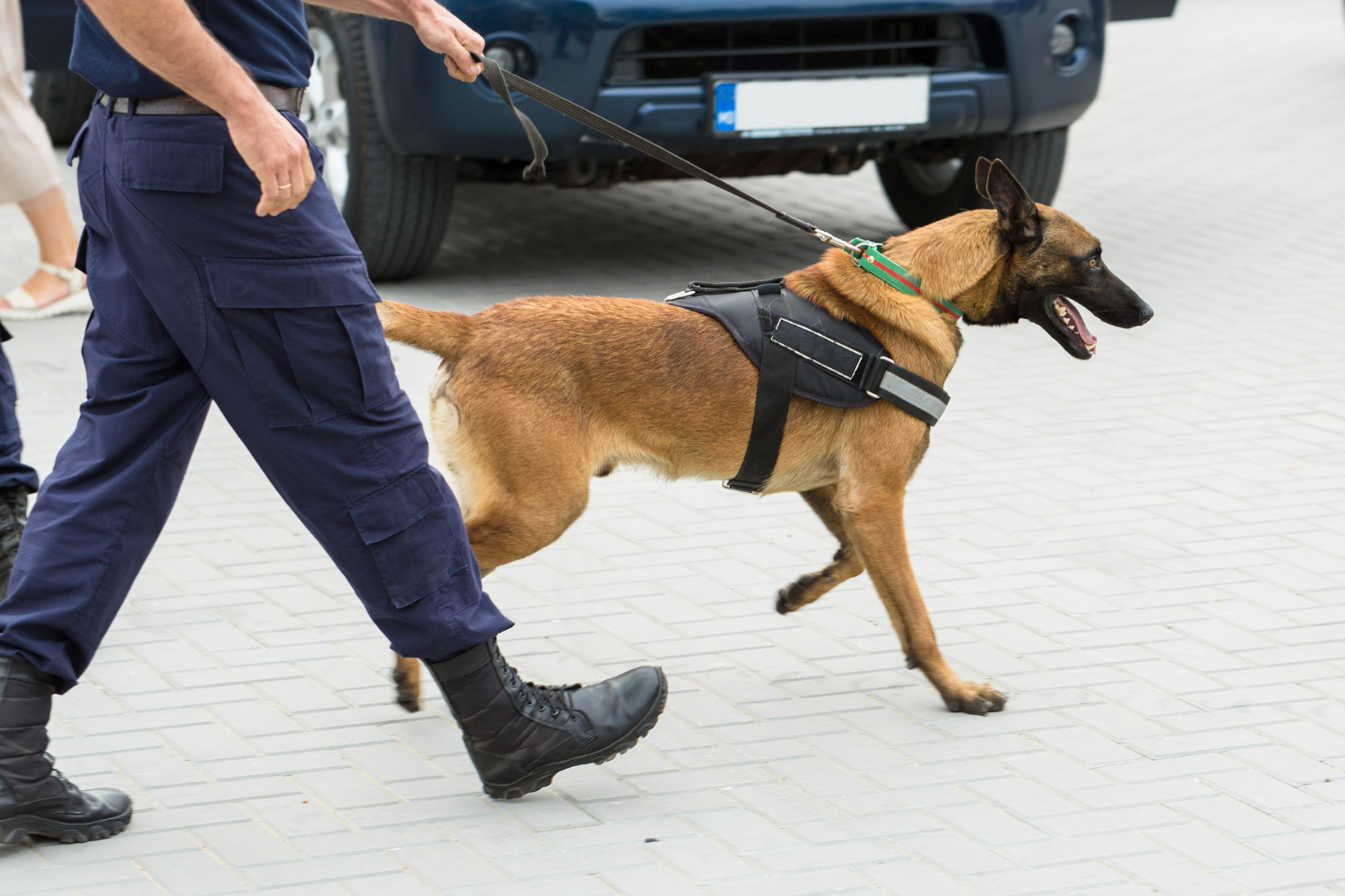 Nowy czworonożny funkcjonariusz policji zajmie się wykrywaniem materiałów wybuchowych!