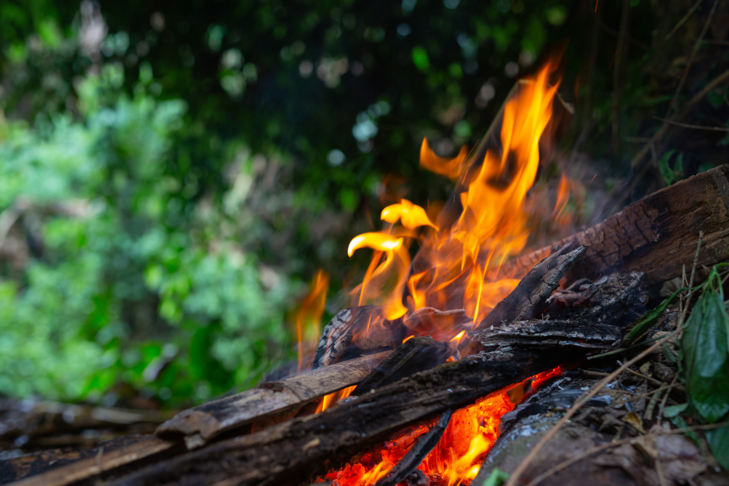 Pożary lasów i wzrost zagrożenia pożarowego w regionie