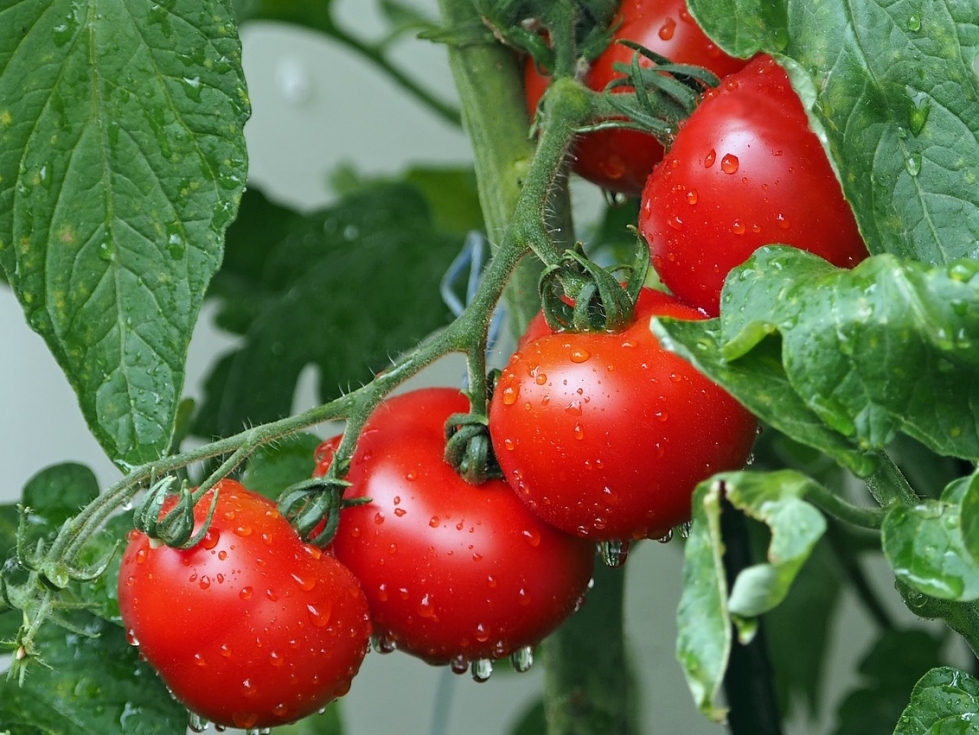 Pomidory – skarbnica witamin i minerałów