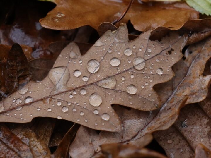 Ostrzeżenie meteorologiczne dotyczące intensywnych opadów deszczu w województwie warmińsko-mazurskim