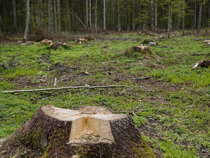 Drastyczna wycinka drzew na potrzeby budowy zbiorników retencyjnych w Elblągu: Jakie są najnowsze informacje?