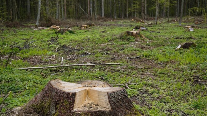 Drastyczna wycinka drzew na potrzeby budowy zbiorników retencyjnych w Elblągu: Jakie są najnowsze informacje?