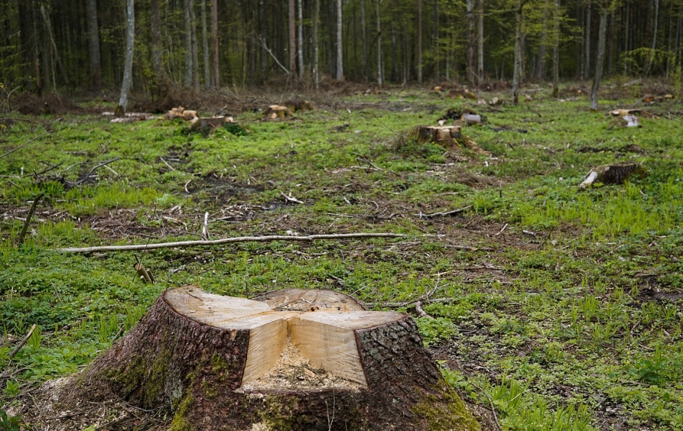 Drastyczna wycinka drzew na potrzeby budowy zbiorników retencyjnych w Elblągu: Jakie są najnowsze informacje?