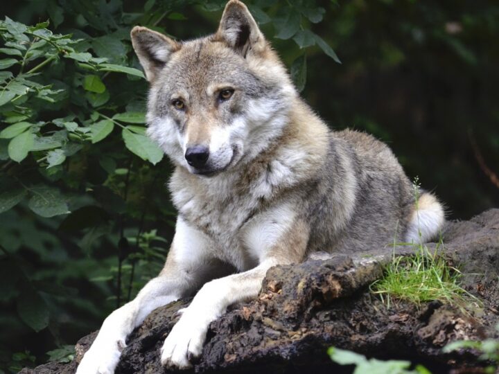 Złota, wilczyca rehabilitowana po wypadku, powróciła do naturalnego środowiska