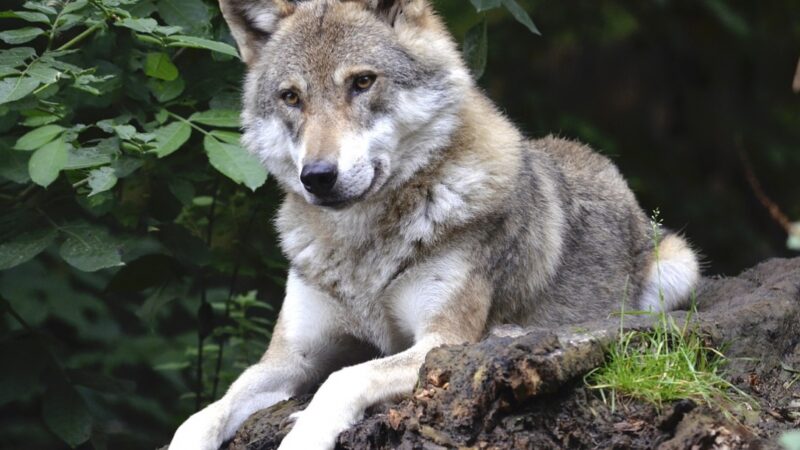 Złota, wilczyca rehabilitowana po wypadku, powróciła do naturalnego środowiska